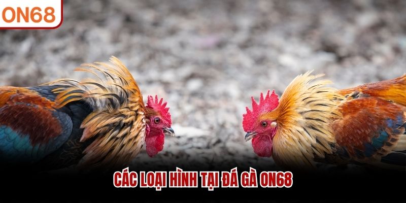 Các loại hình tại Đá Gà ON68