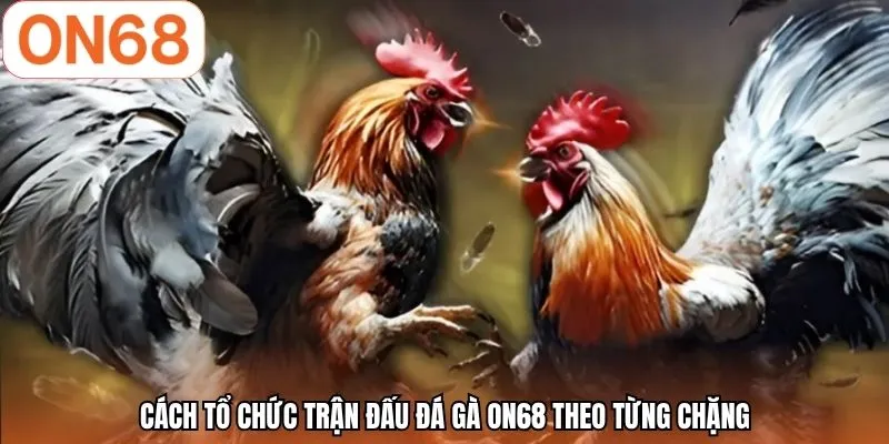 Cách tổ chức trận đấu đá gà ON68 theo từng chặng