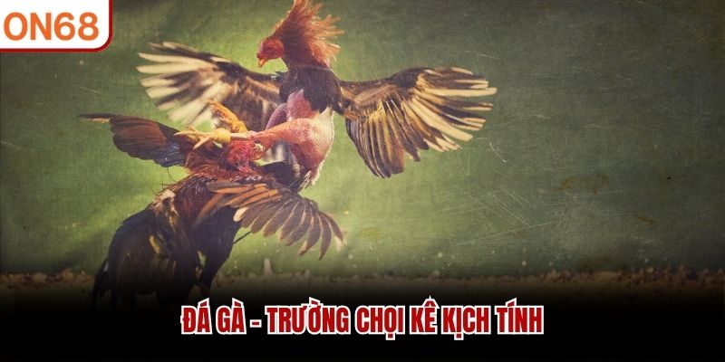 Đá gà - Trường chọi kê kịch tính